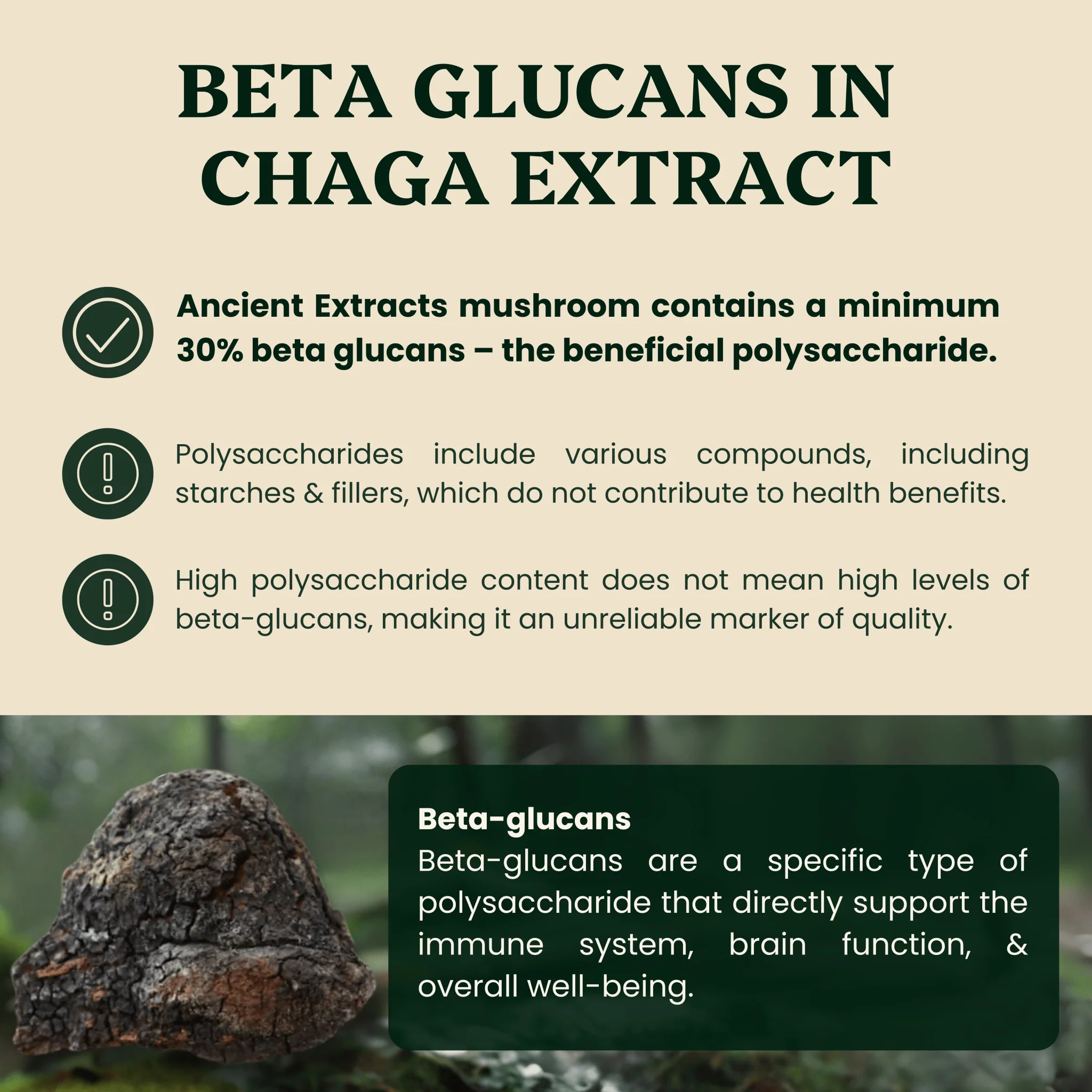 Chaga Mushroom Extract Powder - Image 3