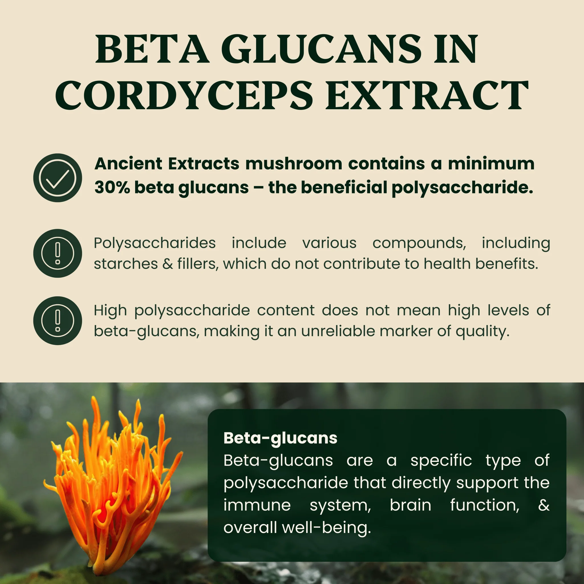 Cordyceps Mushroom Extract Powder - Image 3