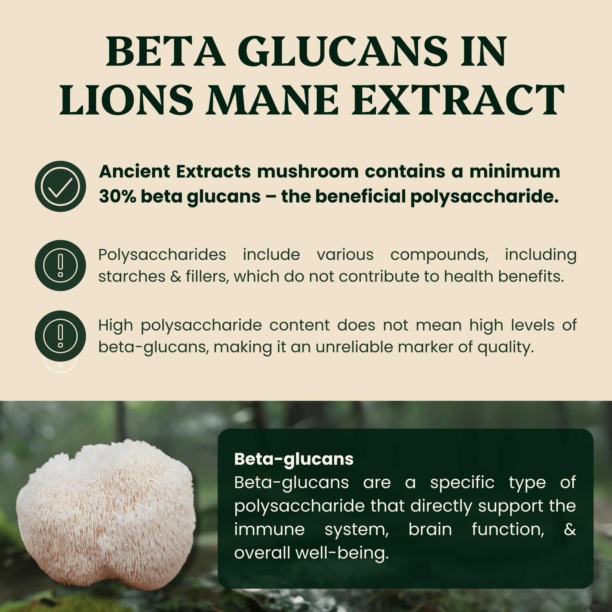 Lion's Mane Mushroom Extract Powder - Image 3