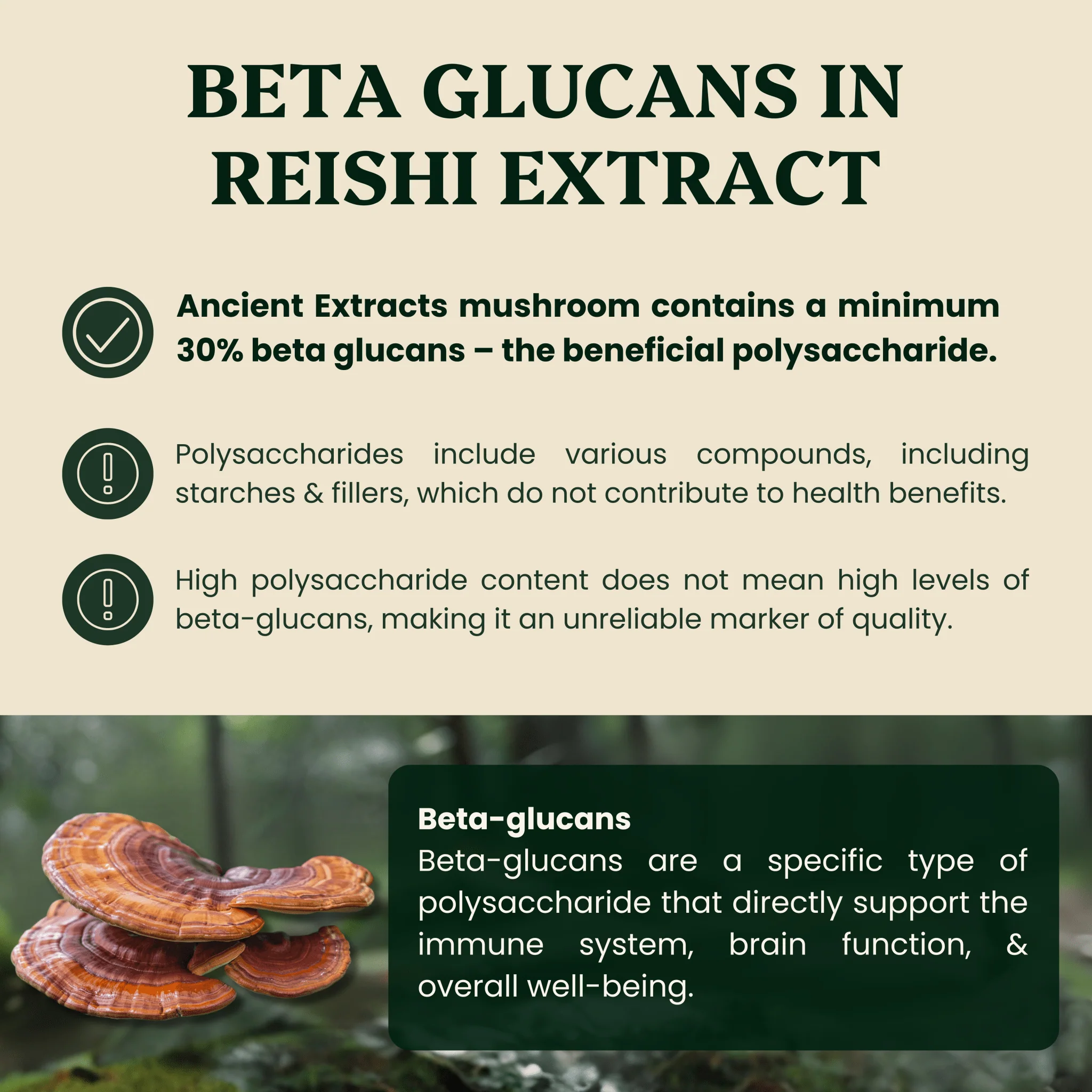 Reishi Mushroom Extract Powder - Image 3